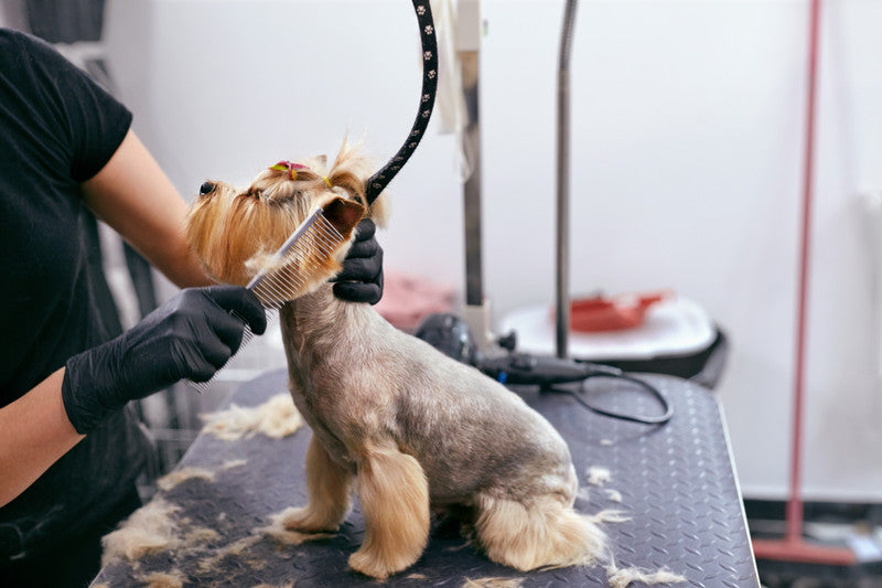 Pet Groomings